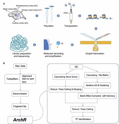 Single-Nucleus Chromatin Accessibility Landscape Reveals Diversity in Regulatory Regions Across Distinct Adult Rat Cortex